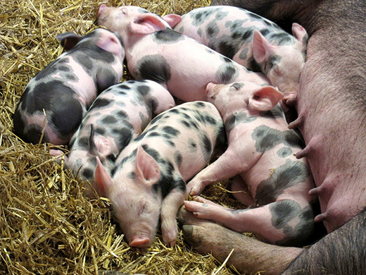 Причины внезапной гибели свиней на откорме