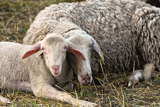 Какие болезни овец существуют