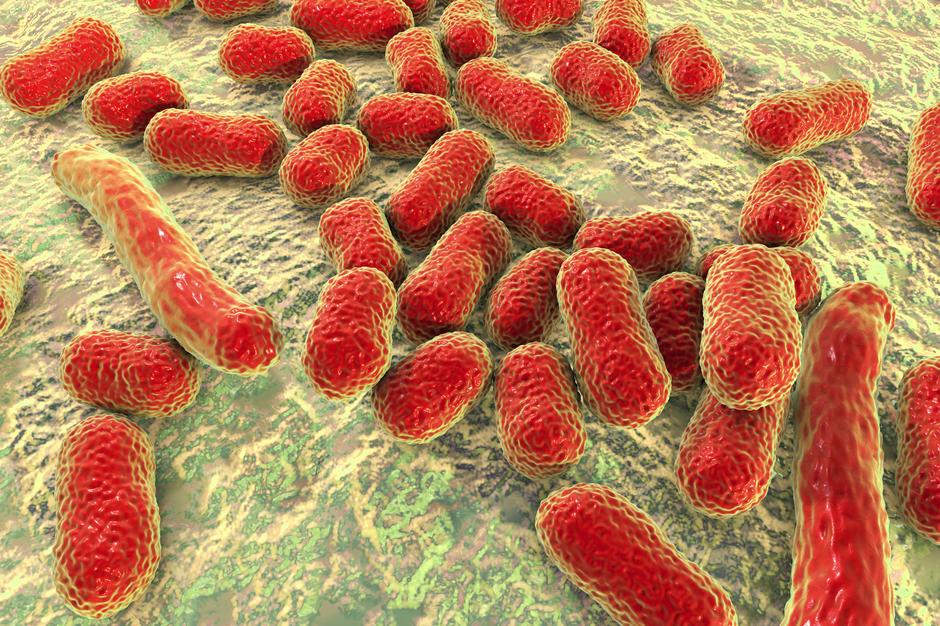 Acinetobacter baumannii - главная причина внутрибольничных инфекций